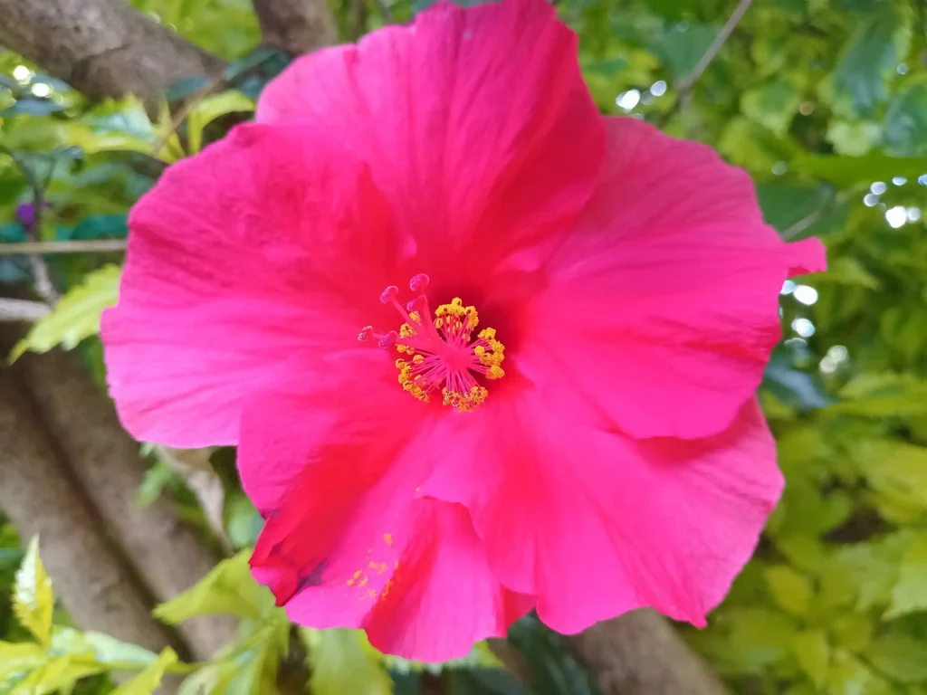 نمونه عکس دوربین عقب در روز روشن با گلکسی A05