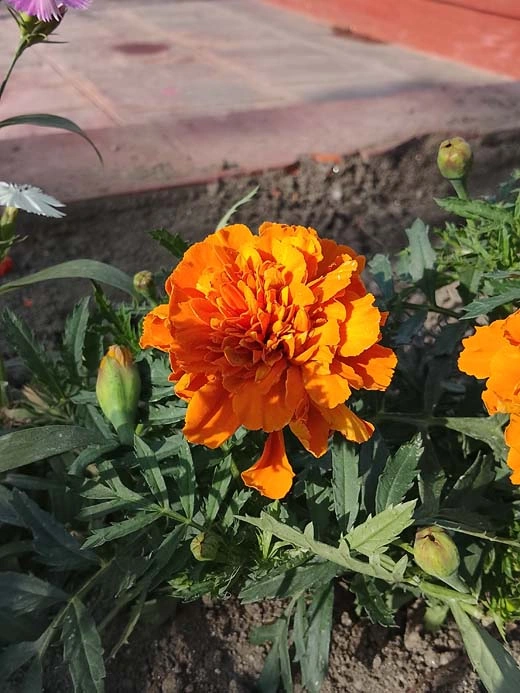 نمونه تصویر دوربین گوشی Redmi A5