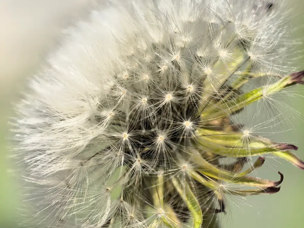 نمونه تصویر ماکرو هوآوی پیورا ۸۰ اولترا